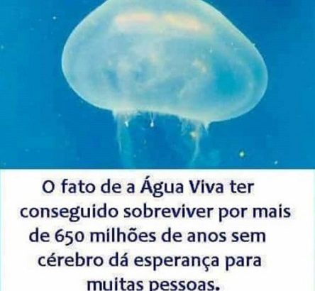 Anencefalia