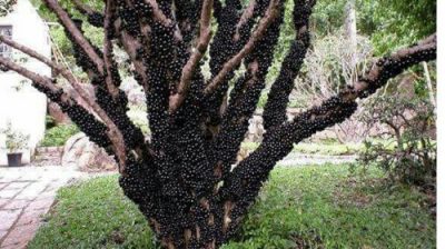 Receptivo Mineiro e Jabuticaba